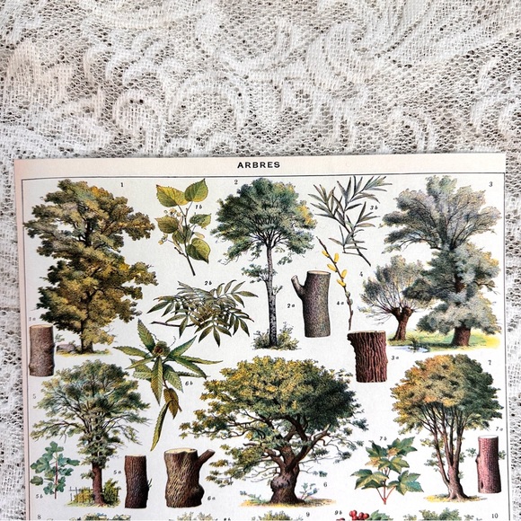 Vintage Scientific "Arbres" (Trees) French Forestry Chart 8x10 - Picture 2 of 5